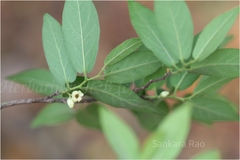 Diospyros cordifolia
